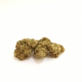 Lemon Haze sfusa cime di cannabis su sfondo bianco